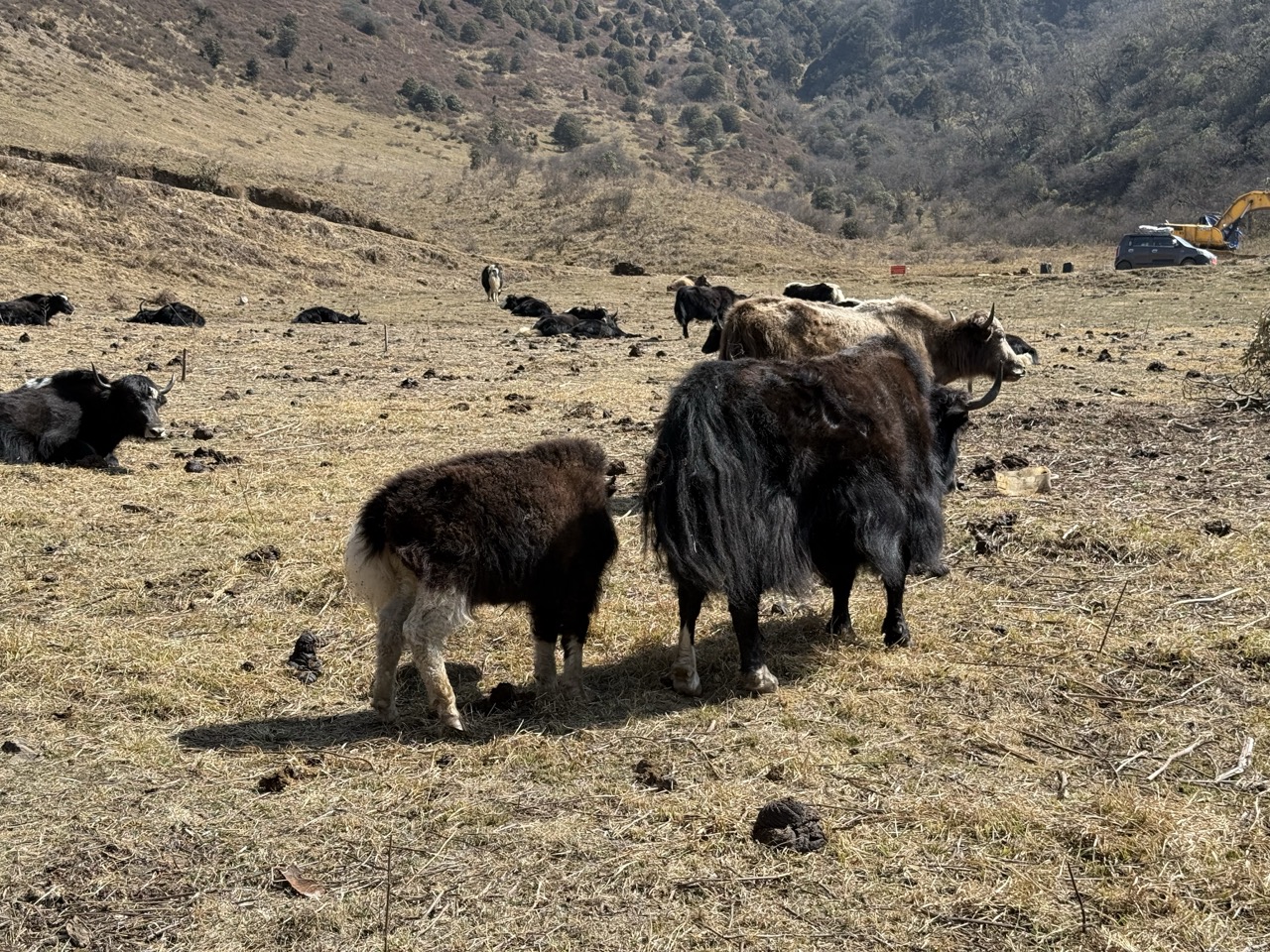 Yaks-2